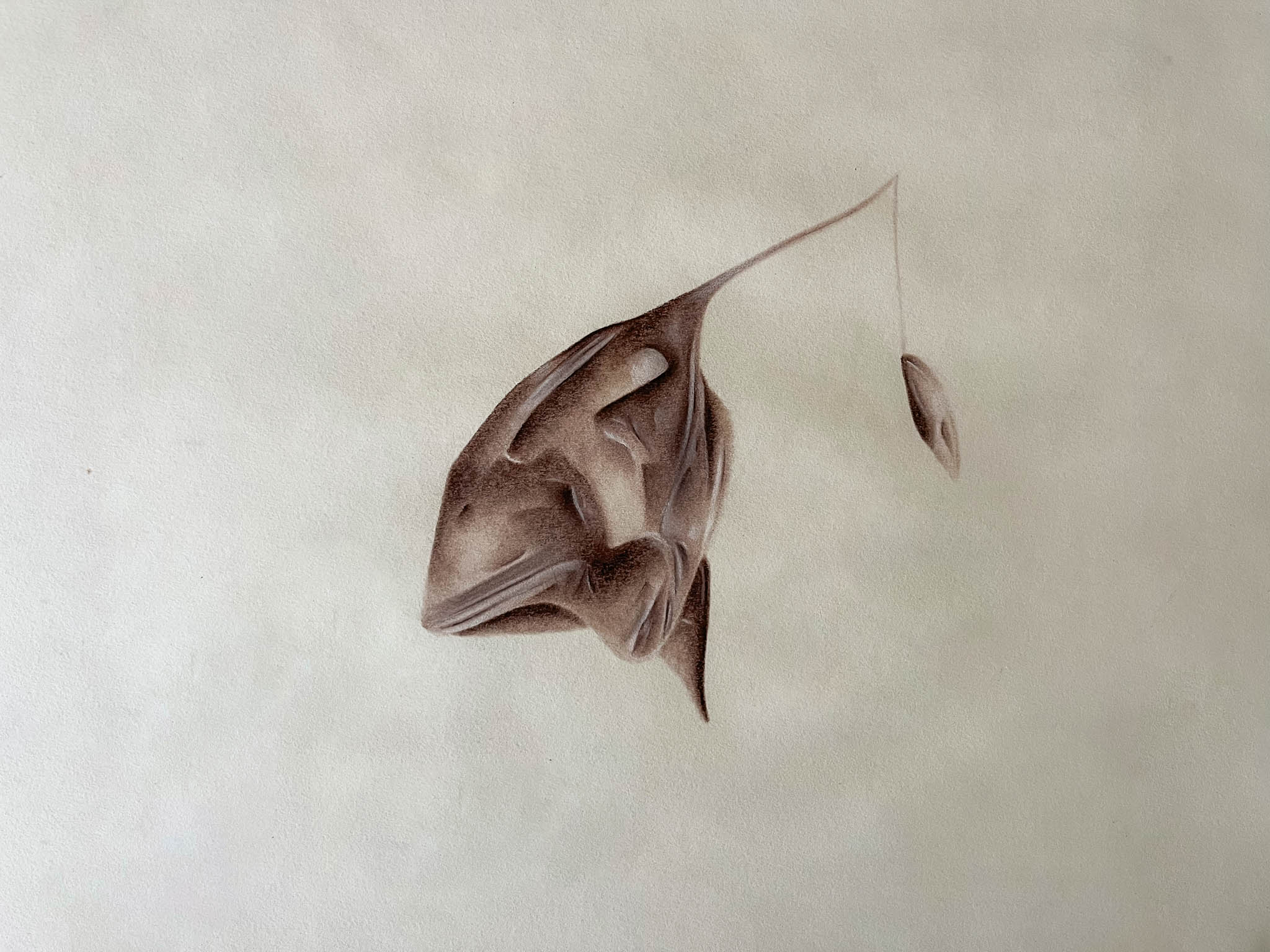 Anna Senno drawing